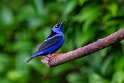 050 Arenal, blauwe suikervogel